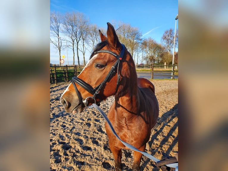 Más ponis/caballos pequeños Yegua 12 años in Toldijk