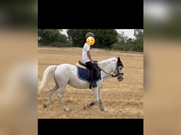 Más ponis/caballos pequeños Yegua 13 años 115 cm Tordo in OberurselOberursel