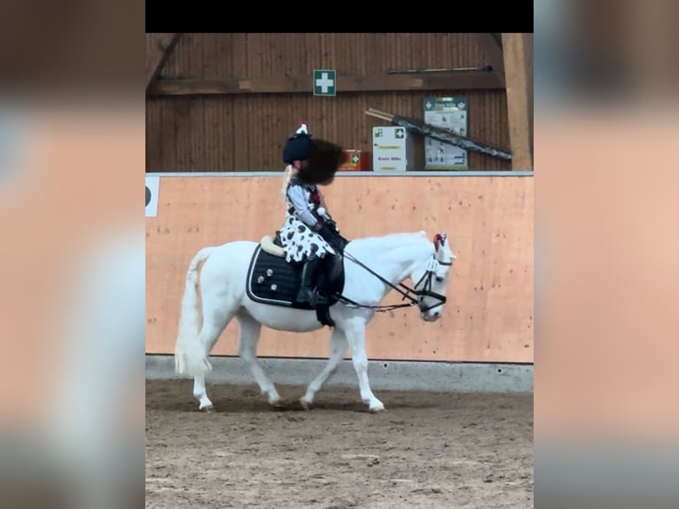 Más ponis/caballos pequeños Yegua 13 años 115 cm Tordo in OberurselOberursel