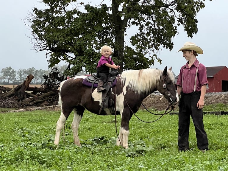 Más ponis/caballos pequeños Yegua 13 años 124 cm Pío in Allenwood, PA