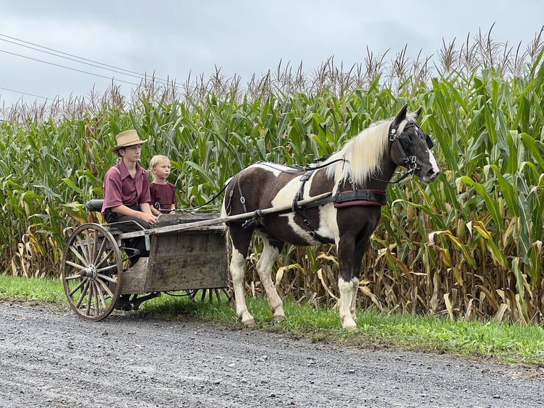 Más ponis/caballos pequeños Yegua 13 años 124 cm Pío in Allenwood, PA