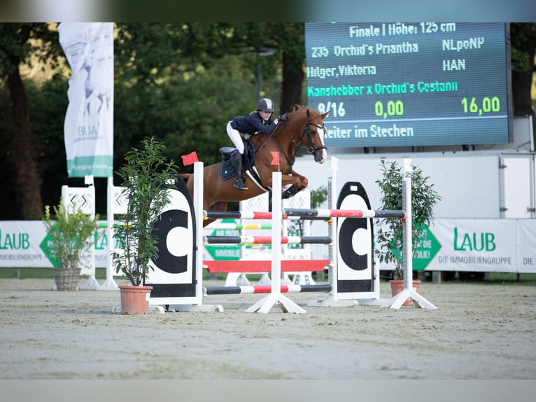 Más ponis/caballos pequeños Yegua 13 años 148 cm Alazán-tostado in Cremlingen