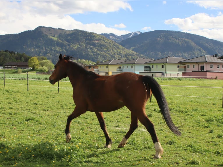 Más ponis/caballos pequeños Yegua 13 años 150 cm Castaño in Kirchbichl