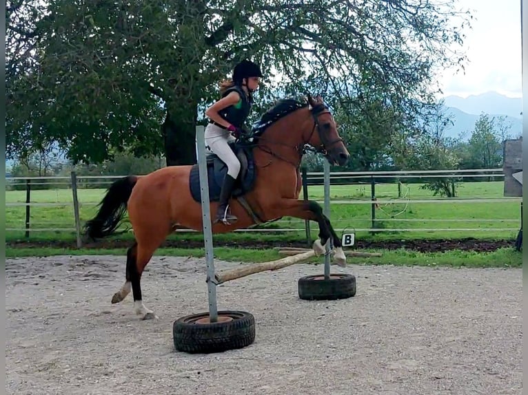 Más ponis/caballos pequeños Yegua 13 años 150 cm Castaño in Kirchbichl