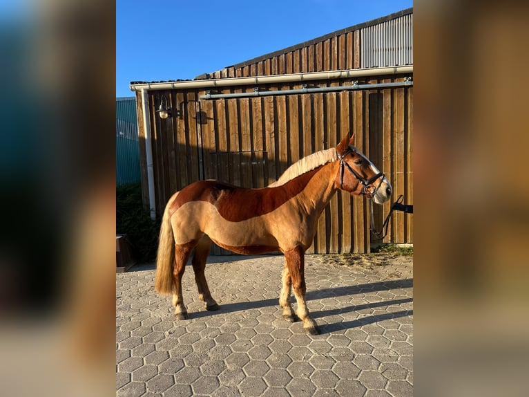 Más ponis/caballos pequeños Yegua 13 años 155 cm Alazán in Tostedt