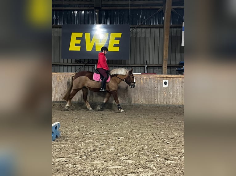 Más ponis/caballos pequeños Yegua 13 años 155 cm Alazán in Tostedt