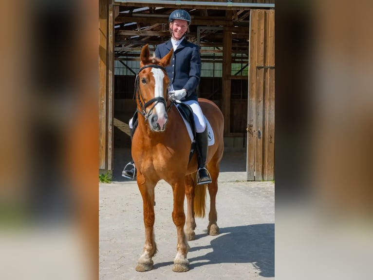 Más ponis/caballos pequeños Yegua 13 años 155 cm Alazán in Tostedt