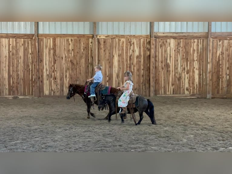 Más ponis/caballos pequeños Yegua 13 años 86 cm Alazán rojizo in Valley Springs, SD