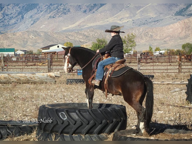 Más ponis/caballos pequeños Yegua 14 años 122 cm Castaño in Cody, WY