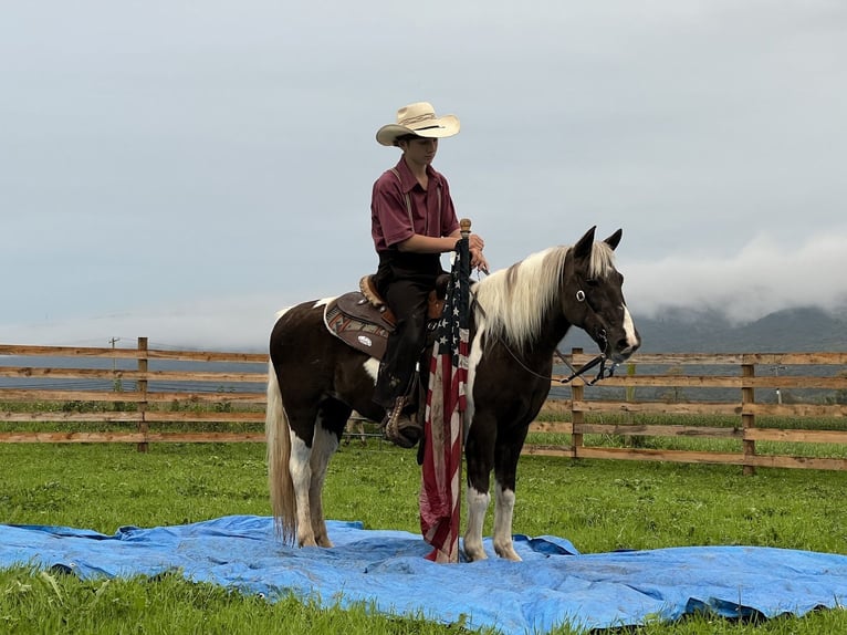 Más ponis/caballos pequeños Yegua 14 años 124 cm Pío in Allenwood, PA