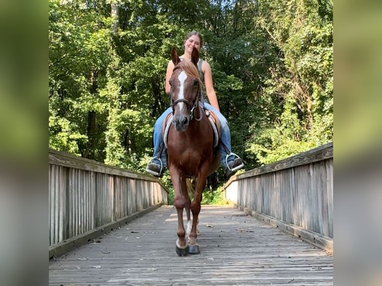 Más ponis/caballos pequeños Yegua 14 años 145 cm Alazán-tostado in Granby, CT