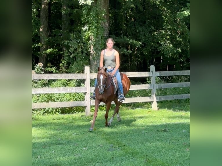 Más ponis/caballos pequeños Yegua 14 años 145 cm Alazán-tostado in Granby, CT