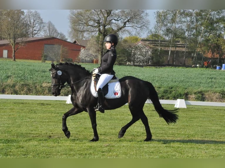 Más ponis/caballos pequeños Mestizo Yegua 14 años 145 cm Negro in Merzen