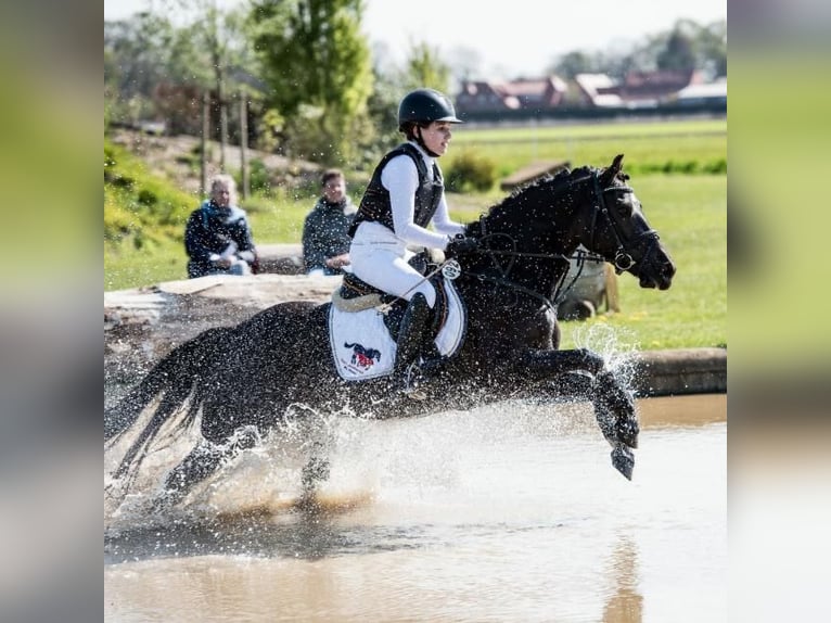 Más ponis/caballos pequeños Mestizo Yegua 14 años 145 cm Negro in Merzen