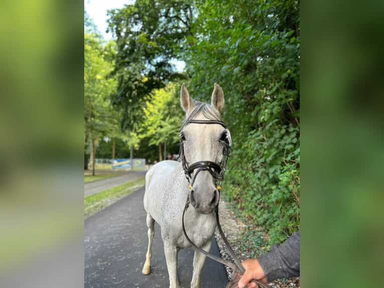 Más ponis/caballos pequeños Yegua 14 años 146 cm Tordo in Stolberg (Rheinland)