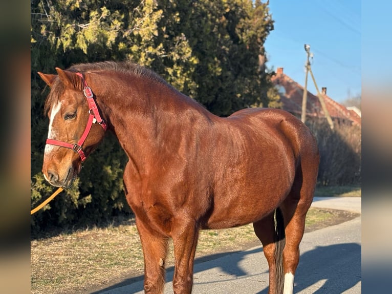 Más ponis/caballos pequeños Yegua 14 años 147 cm in Deggendorf