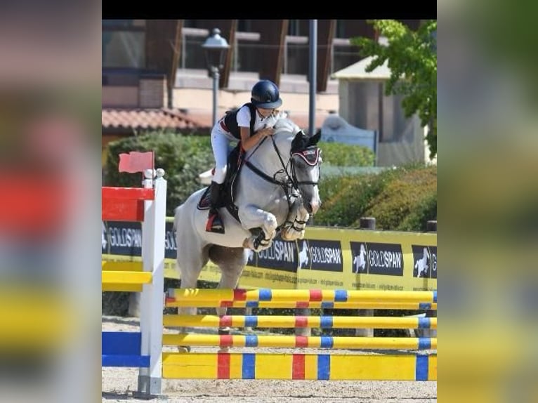 Más ponis/caballos pequeños Yegua 14 años 148 cm Tordo in Montalbano