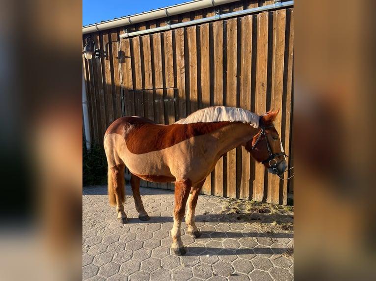 Más ponis/caballos pequeños Yegua 14 años 155 cm Alazán in Tostedt