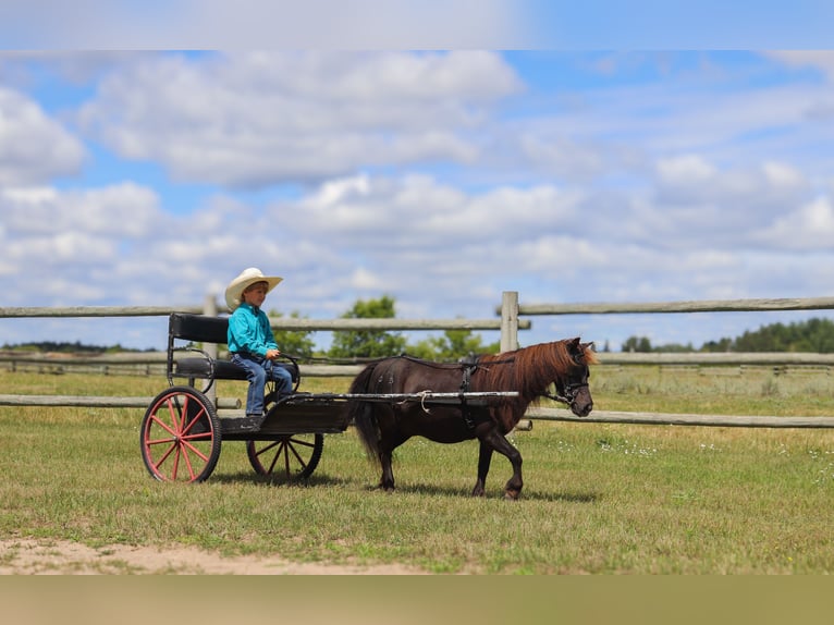 Más ponis/caballos pequeños Yegua 14 años 97 cm Negro in Fergus Falls