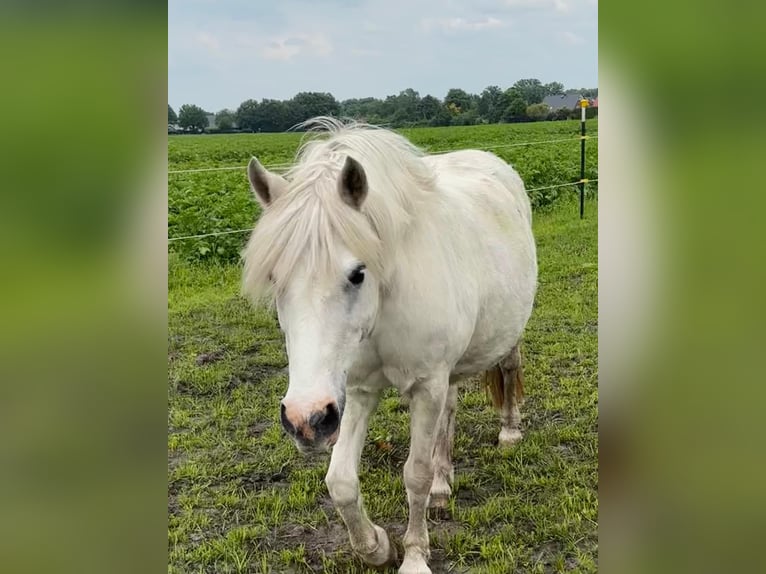 Más ponis/caballos pequeños Yegua 15 años 130 cm Tordo in Dohren