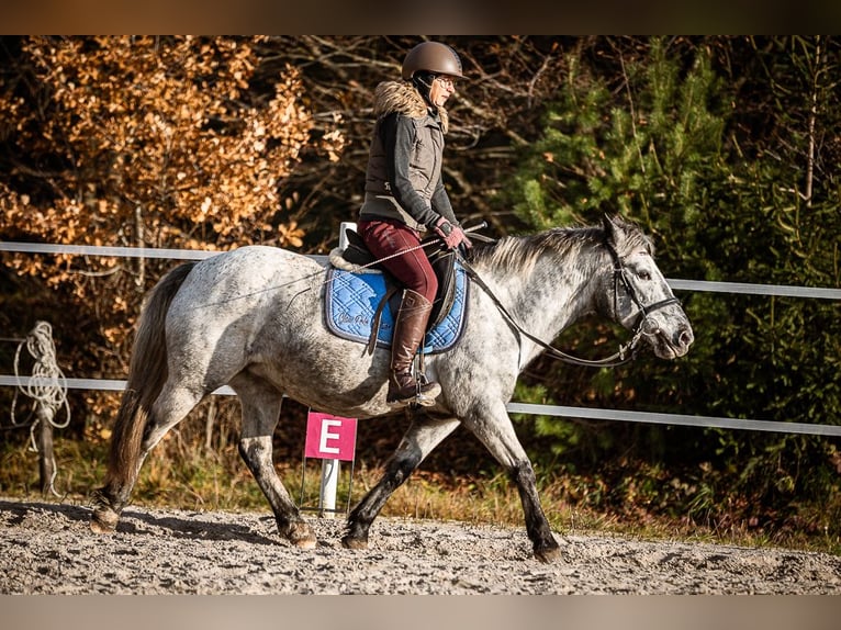 Más ponis/caballos pequeños Yegua 15 años 135 cm Tordo in Velden