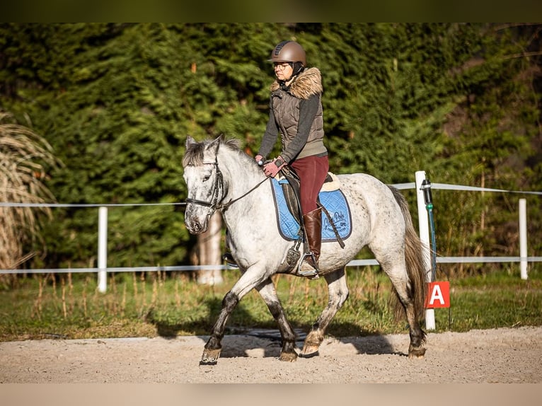 Más ponis/caballos pequeños Yegua 15 años 135 cm Tordo in Velden