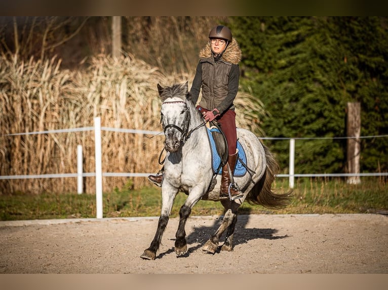 Más ponis/caballos pequeños Yegua 15 años 135 cm Tordo in Velden