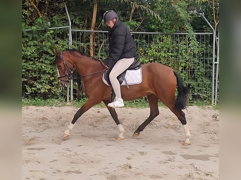 Más ponis/caballos pequeños Yegua 15 años 148 cm Castaño in Lage