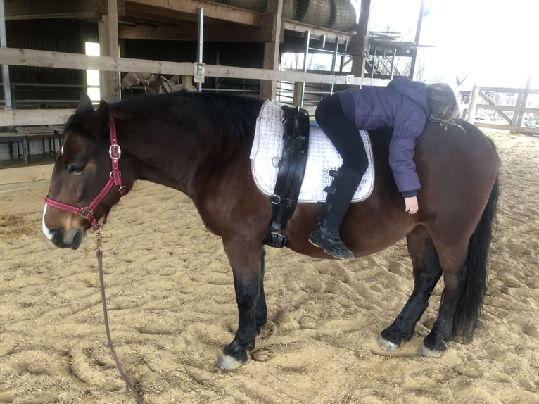 Más ponis/caballos pequeños Yegua 15 años 150 cm Castaño in Buttenwiesen