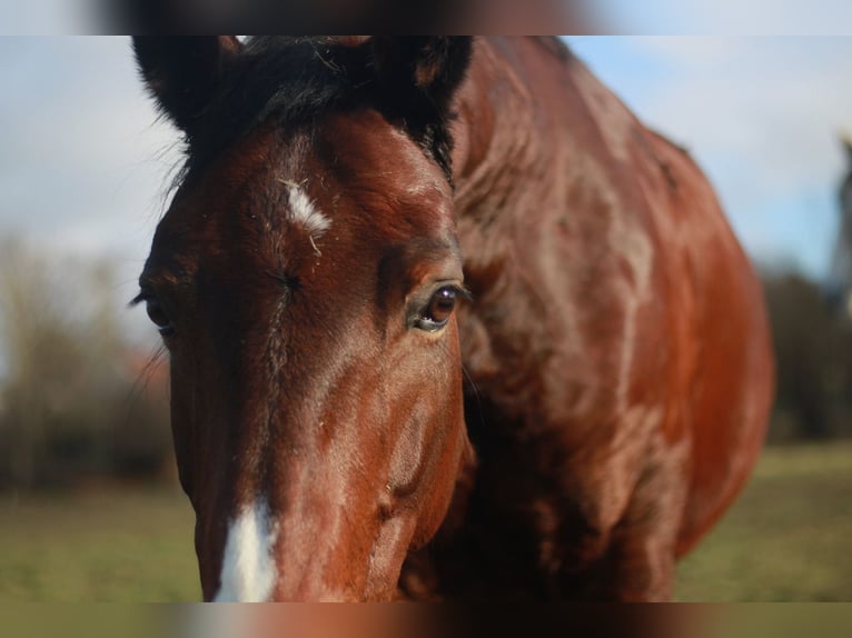 Más ponis/caballos pequeños Yegua 15 años 150 cm Castaño in Buttenwiesen