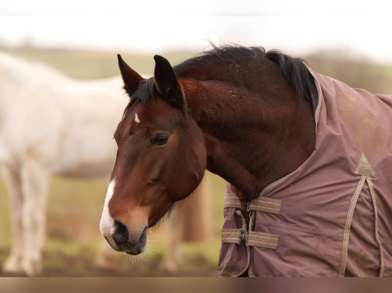 Más ponis/caballos pequeños Yegua 15 años 150 cm Castaño in Buttenwiesen