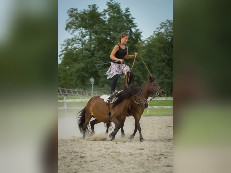 Más ponis/caballos pequeños Mestizo Yegua 16 años 115 cm Castaño in Scheibenhardt