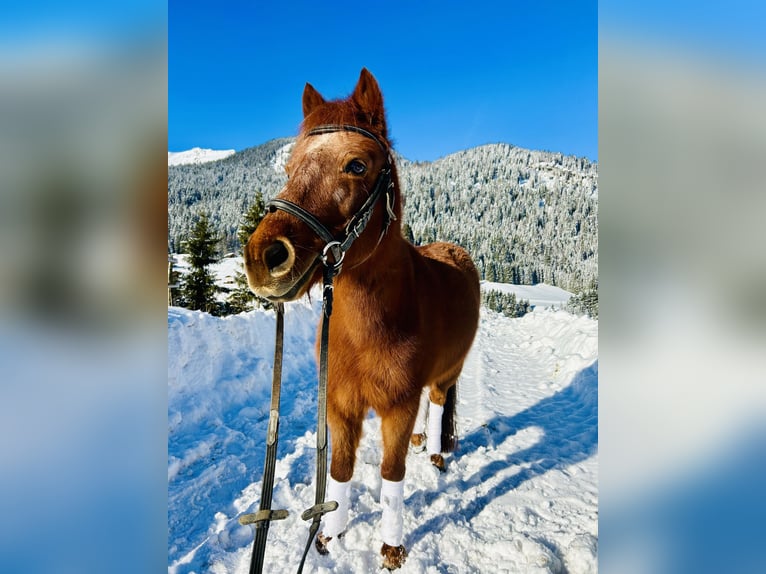 Más ponis/caballos pequeños Mestizo Yegua 16 años 122 cm Alazán in Nesselwängle