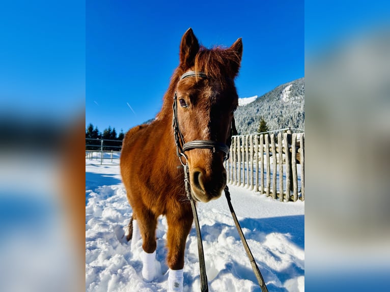 Más ponis/caballos pequeños Mestizo Yegua 16 años 122 cm Alazán in Nesselwängle