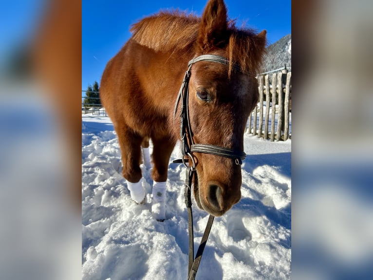 Más ponis/caballos pequeños Mestizo Yegua 16 años 122 cm Alazán in Nesselwängle