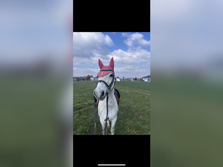 Más ponis/caballos pequeños Yegua 16 años 145 cm Tordo rodado in Walterskirchen