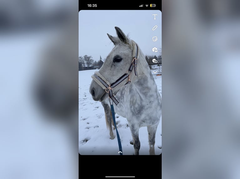 Más ponis/caballos pequeños Yegua 16 años 145 cm Tordo rodado in Walterskirchen