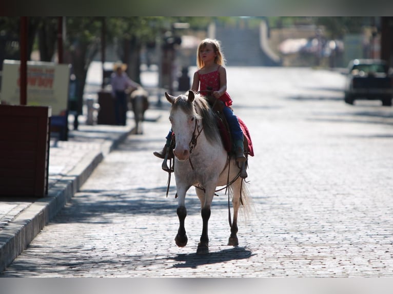 Más ponis/caballos pequeños Yegua 16 años in Joshua, TX