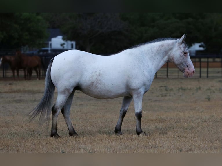 Más ponis/caballos pequeños Yegua 16 años in Joshua, TX