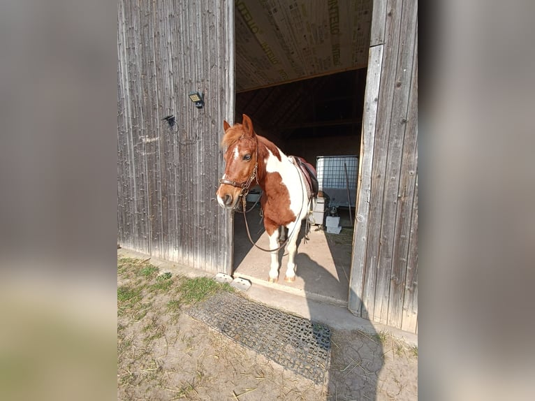 Más ponis/caballos pequeños Yegua 17 años 124 cm Pío in Weigenheim