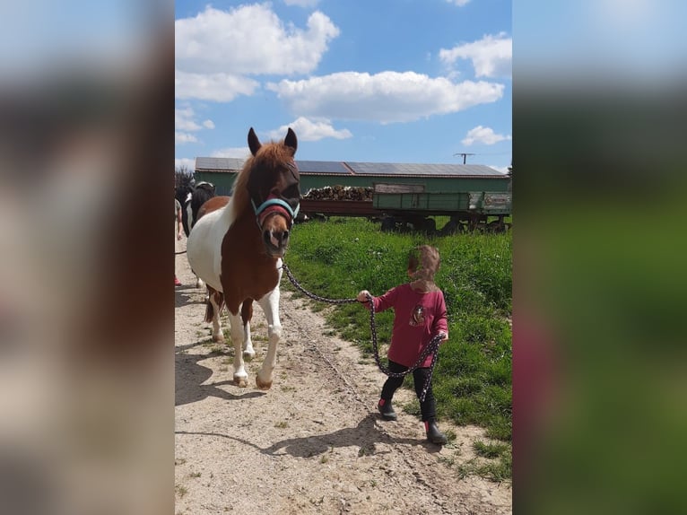 Más ponis/caballos pequeños Yegua 17 años 124 cm Pío in Weigenheim