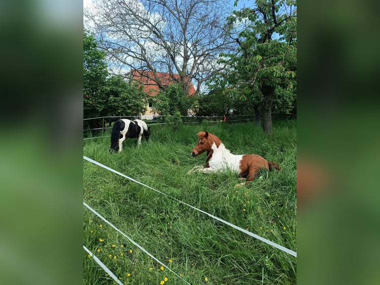 Más ponis/caballos pequeños Yegua 17 años 124 cm Pío in Weigenheim