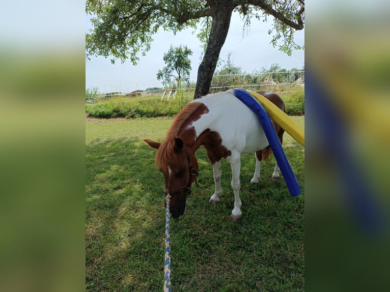 Más ponis/caballos pequeños Yegua 17 años 124 cm Pío in Weigenheim