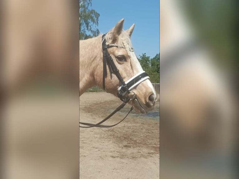 Más ponis/caballos pequeños Yegua 17 años 146 cm Palomino in Niederkassel