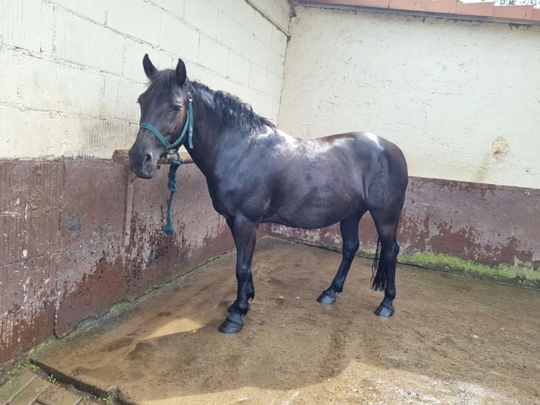 Más ponis/caballos pequeños Mestizo Yegua 18 años 140 cm Negro in Ebsdorfergrund