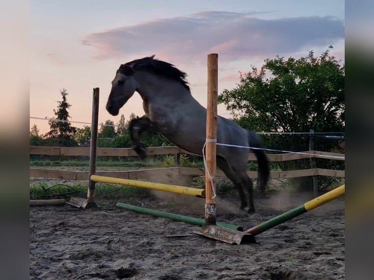 Más ponis/caballos pequeños Yegua 18 años 141 cm in Konin