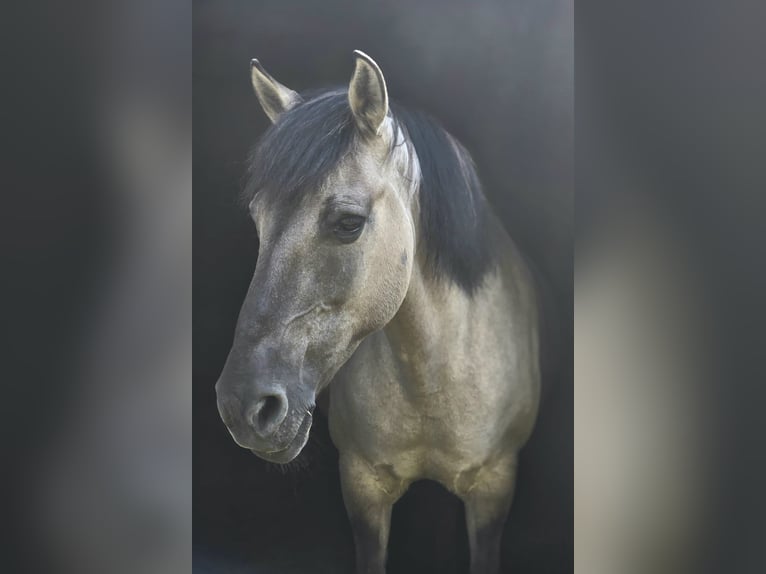 Más ponis/caballos pequeños Yegua 18 años 141 cm in Konin