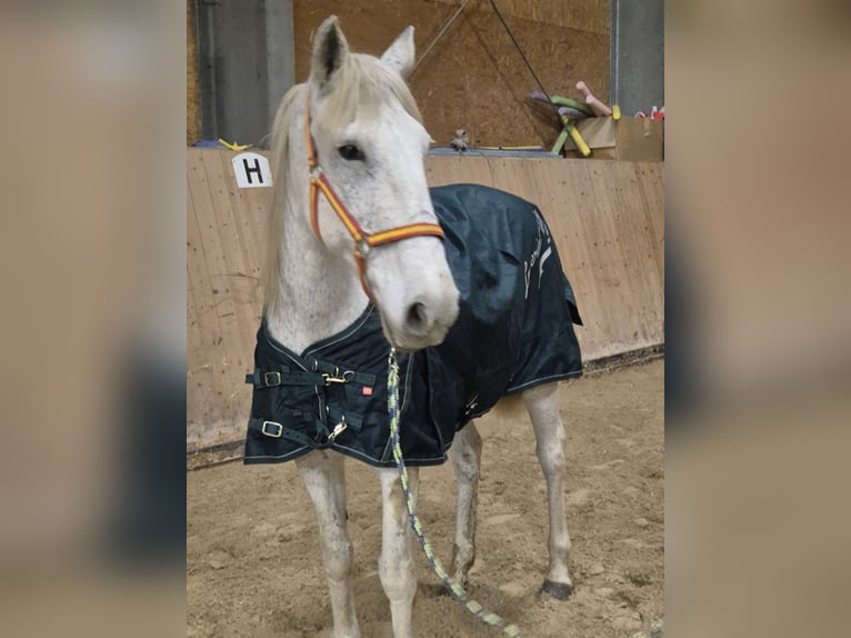 Más ponis/caballos pequeños Yegua 18 años 150 cm Tordo in Wackersberg