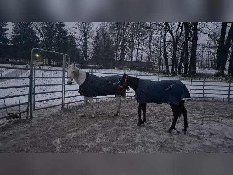 Más ponis/caballos pequeños Yegua 18 años 150 cm Tordo in Wackersberg