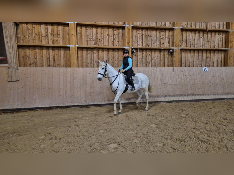 Más ponis/caballos pequeños Yegua 18 años 150 cm Tordo in Wackersberg